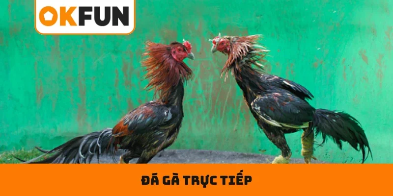 Đá Gà Trực Tiếp